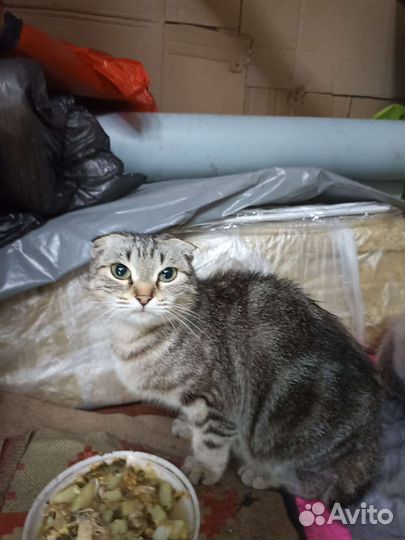 Породистые котята в добрые руки бесплатно