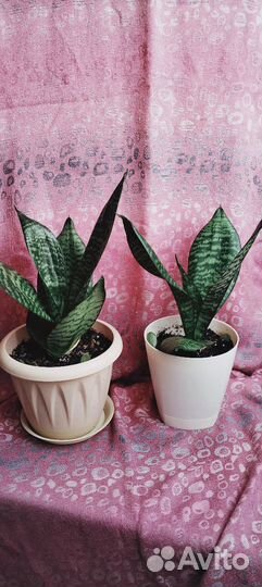 Сансевиерии разные