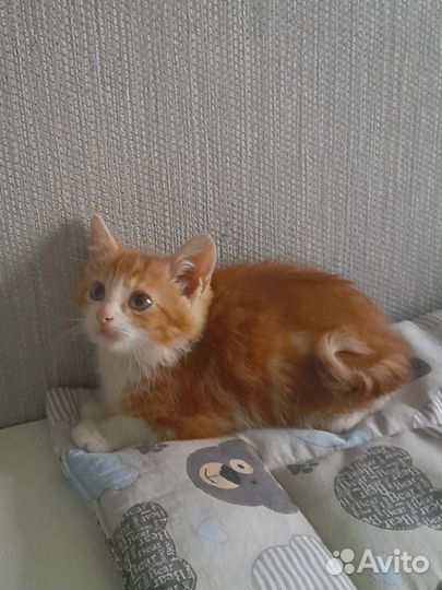Котёнок