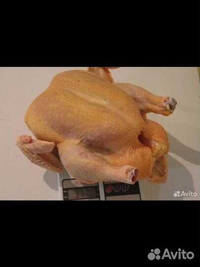 Куры бройлеры тушки
