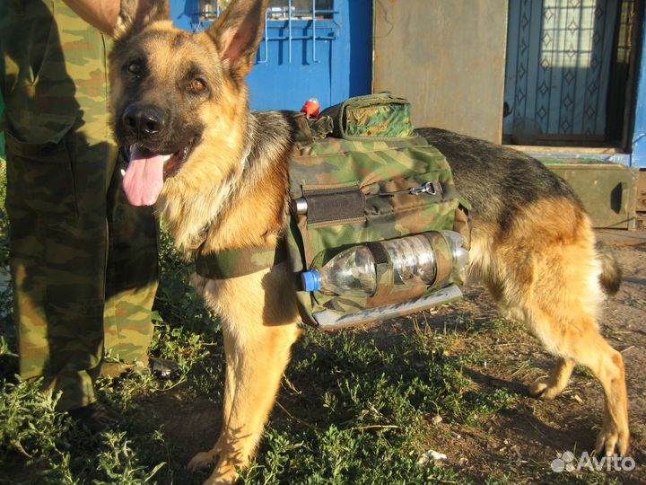 Дрессировка. Все районы. Область. Выезд домой