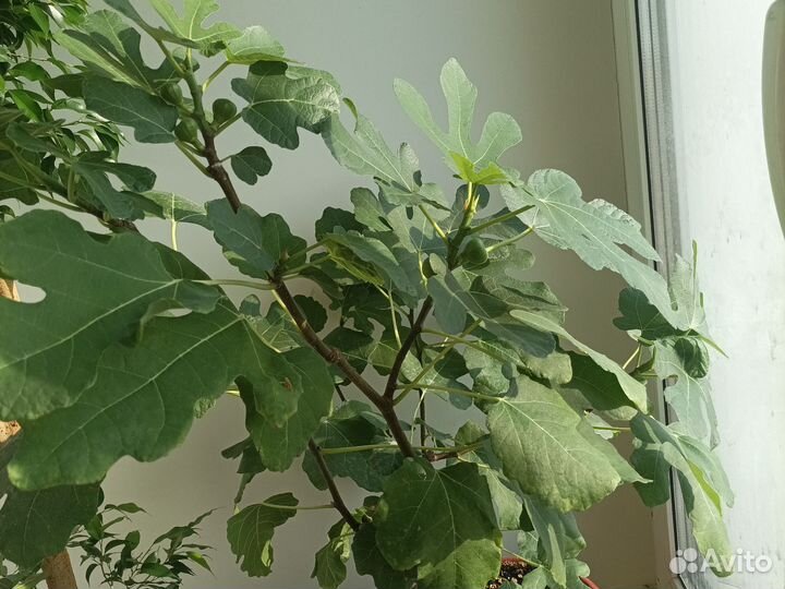 Инжир комнатный с плодами