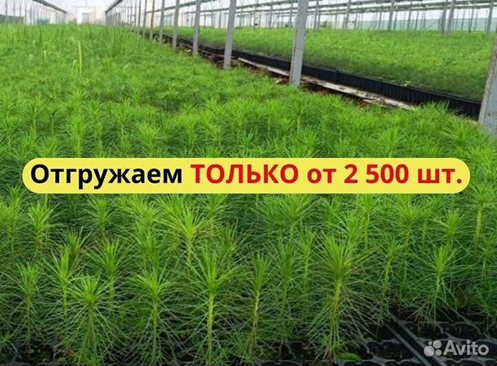 Сеянцы ели зкс оптом