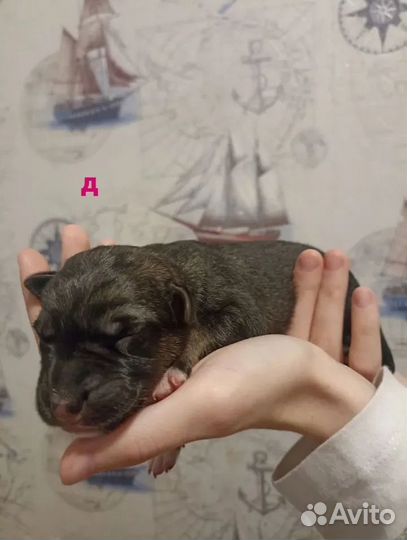 Щенки немецкой овчарки