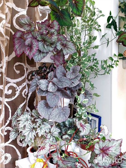 Бегонии сортовые