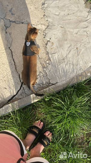 Кошка в дар бесплатно