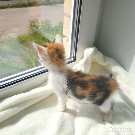 Кошечка, 1,5 месяца, нужно скорее пристроить