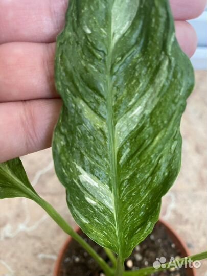 Спатифиллум джемени