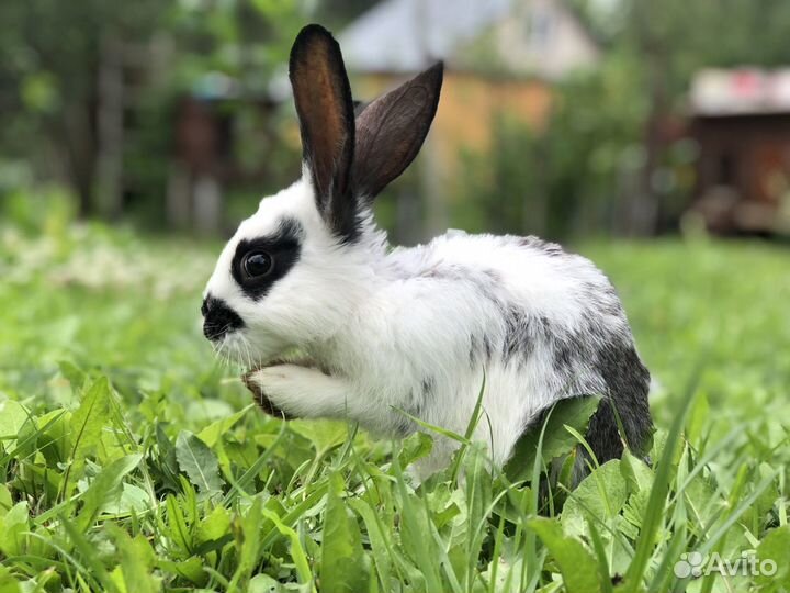 Домашний кролики для фотосессии