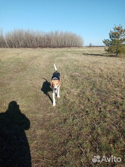 Русская пегая гончая