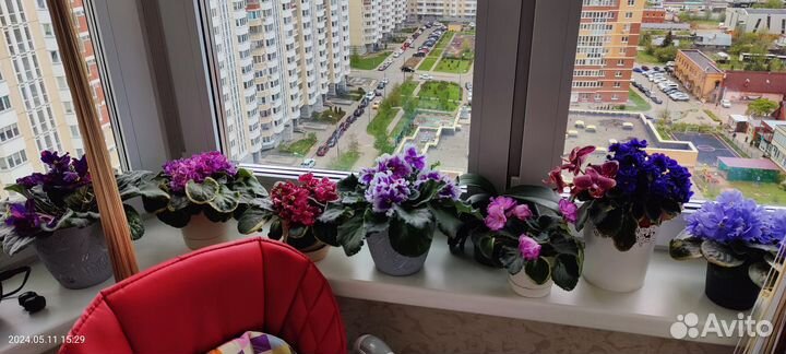 Фиалка сортовая листики