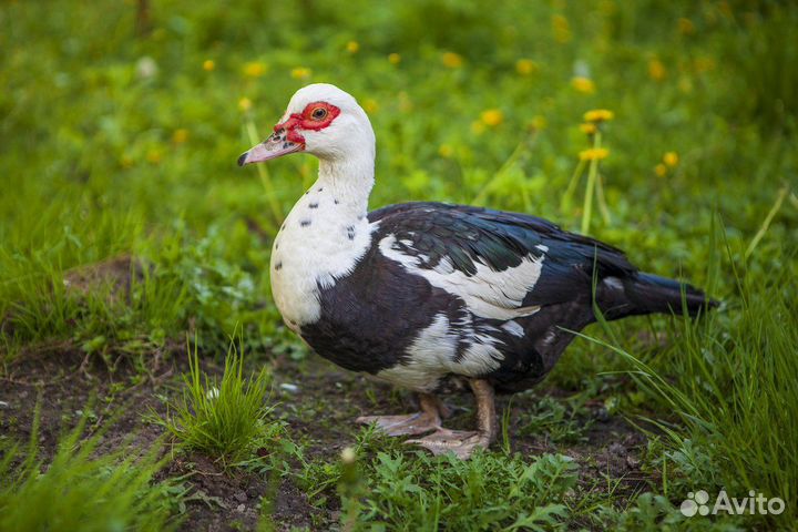 Мясо индоутки