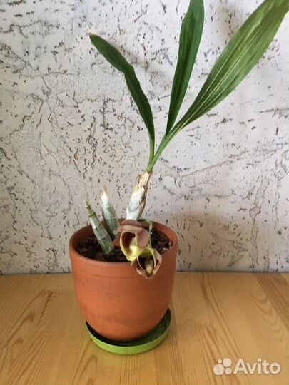 Цветущая орхидея 