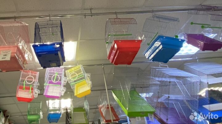 Амадина зебровая