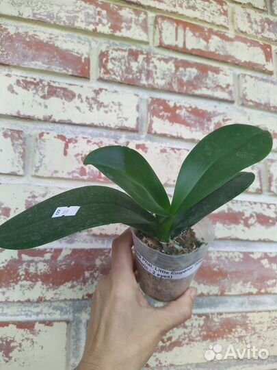 Орхидея бабочка Little Emperor '3094' peloric