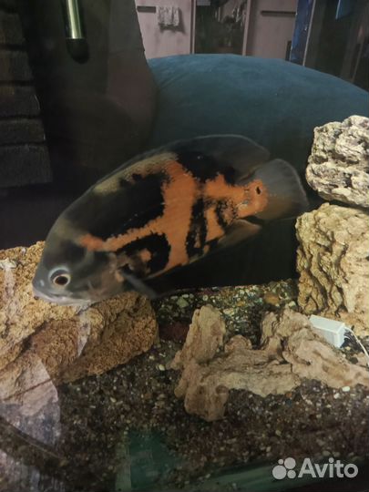 Астронотус