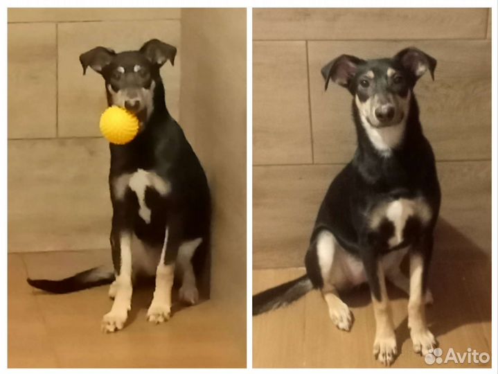 Много щенков собачек