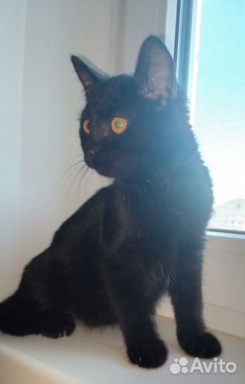 Кошка в дар