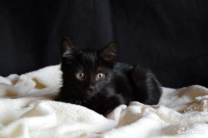 Девочка ищет дом