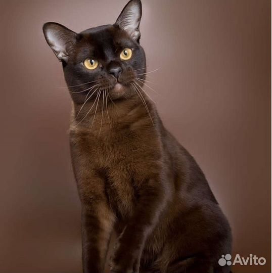 Вязка бурма кот Гранд Интер чемпион