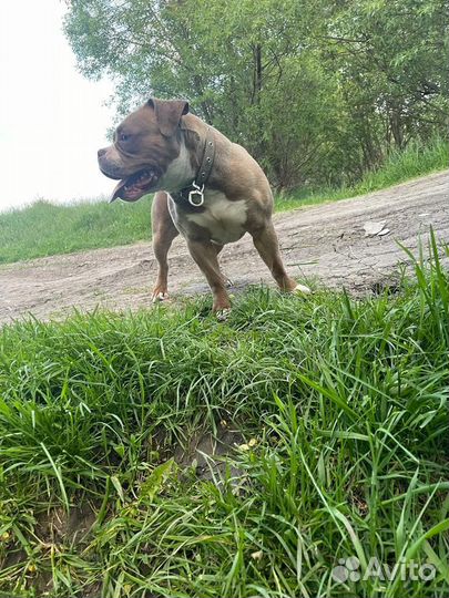 Американский булли