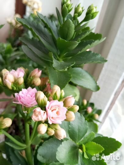 Каланхоэ срез