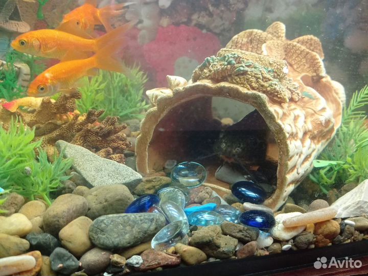 Продам сома перевëртыша 15см