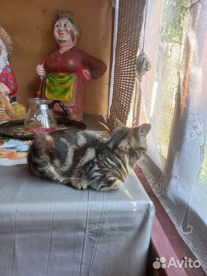 Кошечки в добрые руки