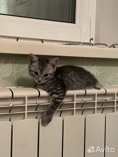 Котята
