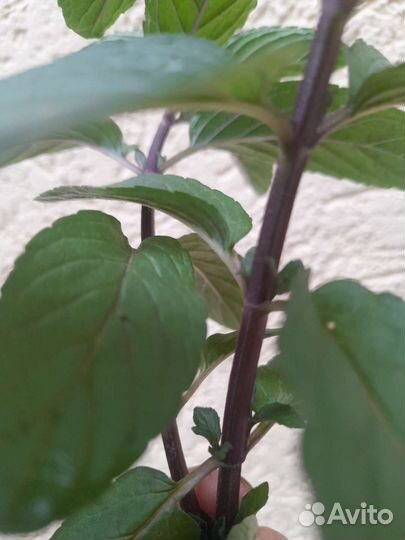 Мята шоколадная