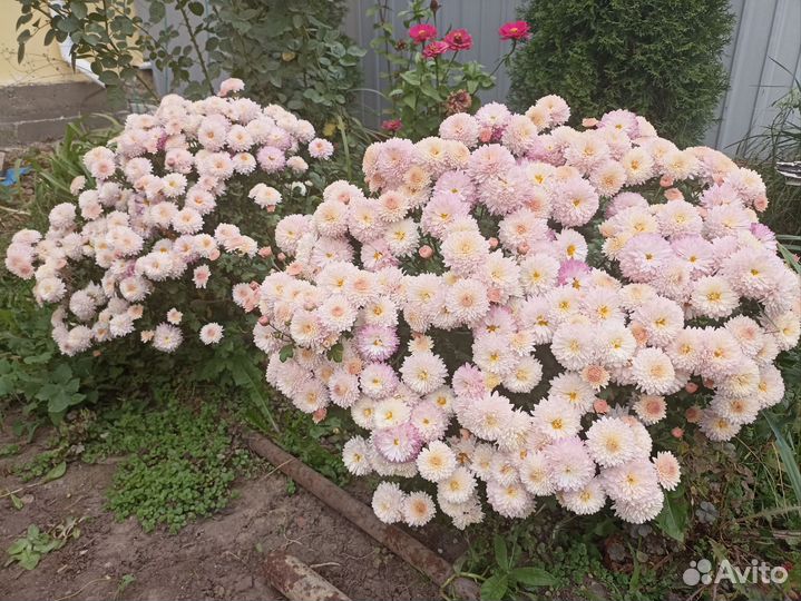 Хризантемы мультифлора