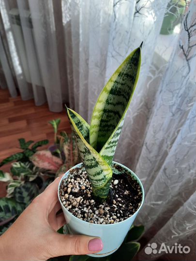 Сансивиерия Футура Суперба, Сансивиерия Ханни