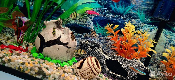 Аквариум с рыбками 20 литров