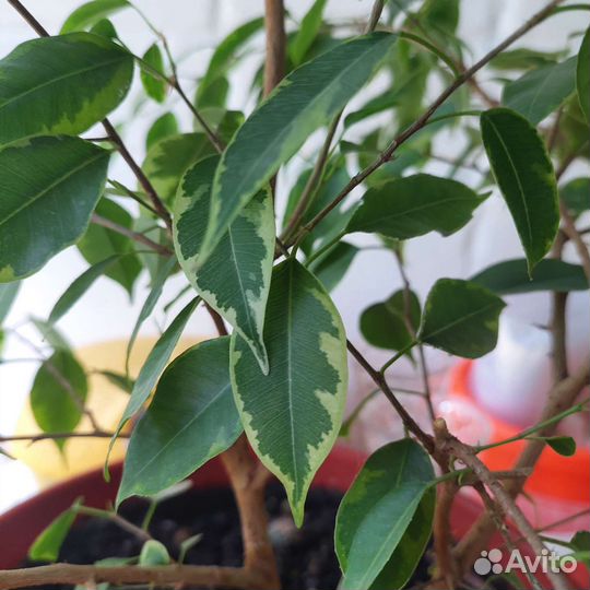 Фикус бенджамина