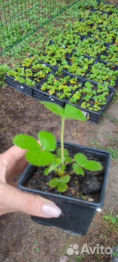 Клубника садовая крупноплодная ремонтантная