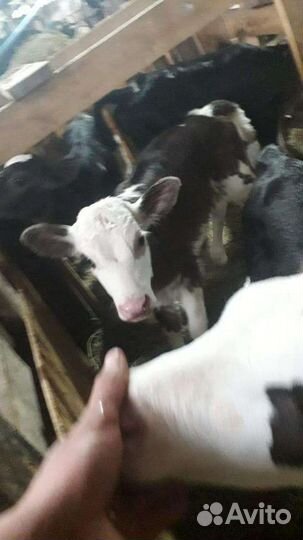 Тёлки и бычки