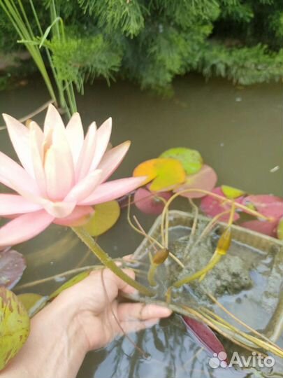 Нимфеи кувшинки для пруда