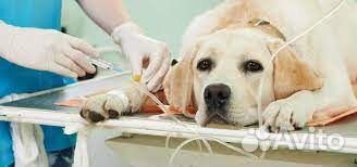 Усыпление животных