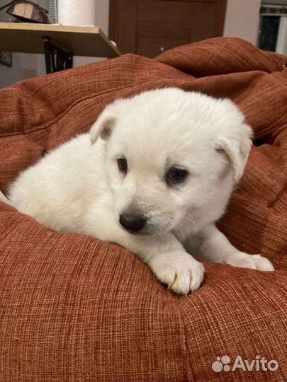 Щенок в добрые руки бесплатно маленькая порода