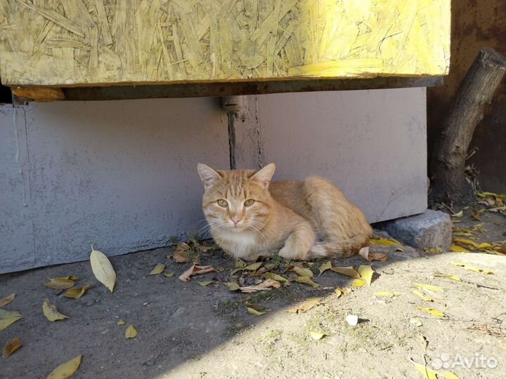 На пристрой