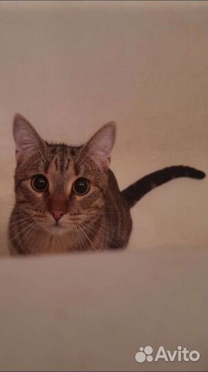 Кот в добрые руки