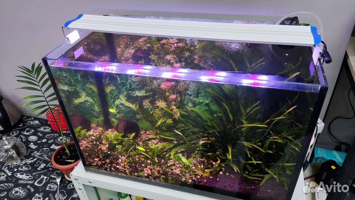 Аквариум 70 л, со всем содержимым