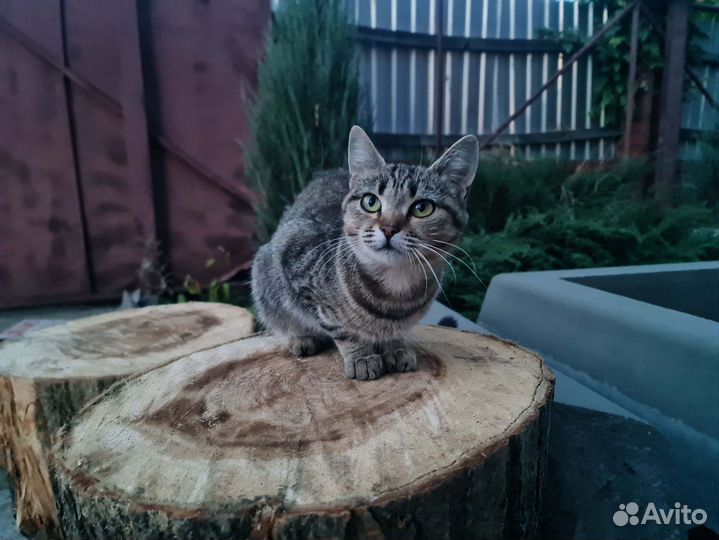 В добрые руки