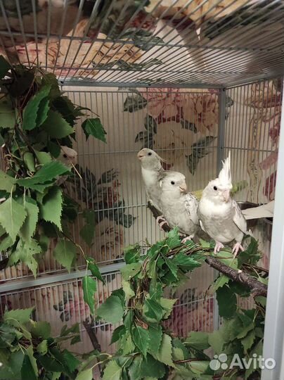 Корелла бесщекий пестрый мальчик подросток