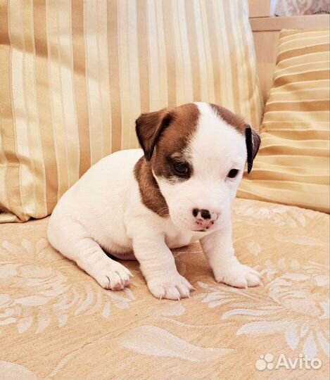 Щенки Джек Рассел терьера из питомника