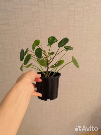 Пилея пеперомиевидная