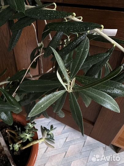 Оливковое дерево оливка