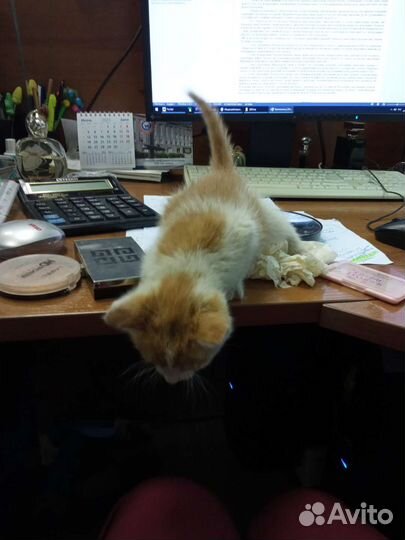 Кошки в добрые руки бесплатно