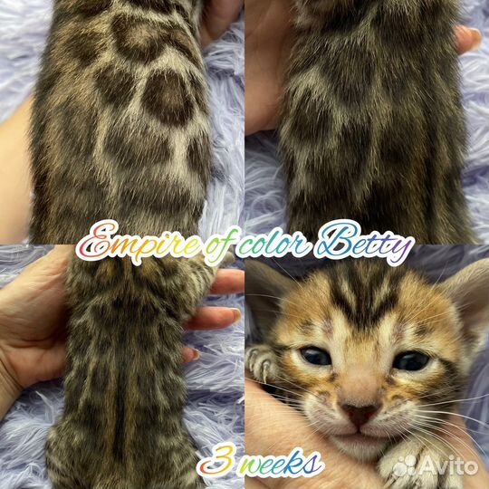 Бенгальская кошка в хорошую семью