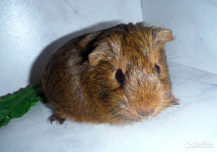 Морские свинки мальчики